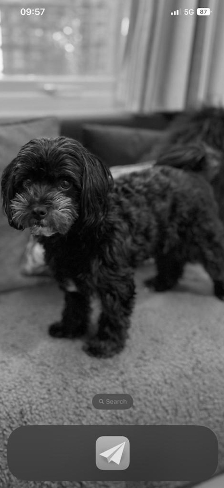 An iPhone home screen in greyscale showing only a photograph of a small black dog, with no app icons at all and a single app in the dock.